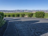 Lush Green Vineyard Road in California, USA