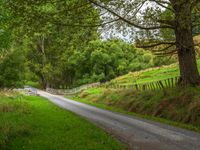 Lush Greenery on an Asphalt Road in New Zealand's North Island