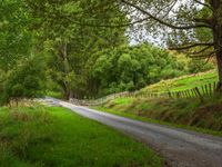 Lush Greenery on an Asphalt Road in New Zealand's North Island