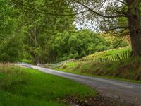 Lush Greenery on an Asphalt Road in New Zealand's North Island