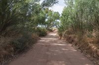 Lush Greenery and Bush in Utah's Red Rock Landscape