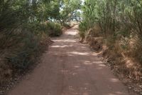 Lush Greenery and Bush in Utah's Red Rock Landscape