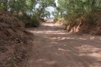 Lush Greenery and Bush in Utah's Red Rock Landscape