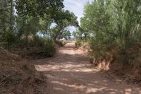 Lush Greenery and Bush in Utah's Red Rock Landscape