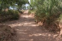 Lush Greenery and Bush in Utah's Red Rock Landscape