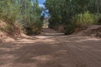 Lush Greenery and Bush in Utah's Red Rock Landscape