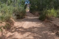 Lush Greenery and Bush in Utah's Red Rock Landscape