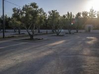 a skateboarder does tricks in the street at sunset, with trees lining the roadside