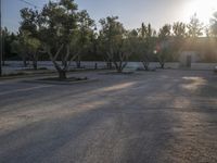 a skateboarder does tricks in the street at sunset, with trees lining the roadside