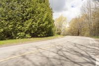 Lush Landscape with Tree in Toronto, Canada