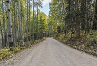 Lush Nature Road through the Forest
