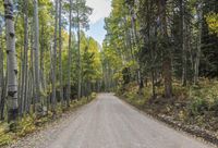 Lush Nature Road through the Forest