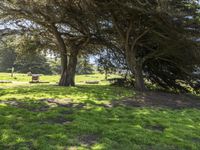 Lush Park in California, USA