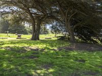 Lush Park in California, USA