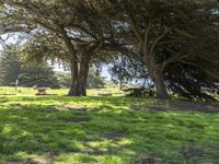 Lush Park in California, USA