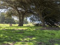 Lush Park in California, USA