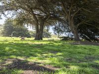 Lush Park in California, USA