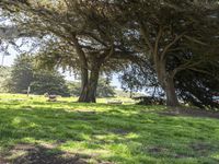 Lush Park in California, USA