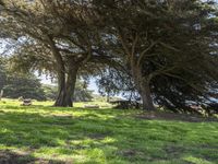 Lush Park in California, USA