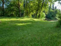 a forest filled with trees on top of a lush green field under the sunlight rays