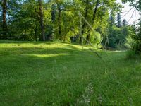 a forest filled with trees on top of a lush green field under the sunlight rays