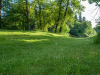 a forest filled with trees on top of a lush green field under the sunlight rays