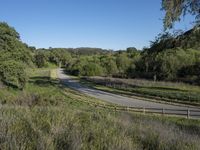 Lush Pasture with Tree and Clear Sky