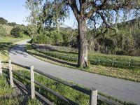 Lush Spring Landscape in California