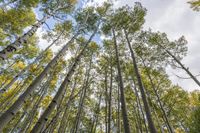 Lush Temperate Forest Landscape: A Serene Day in Nature