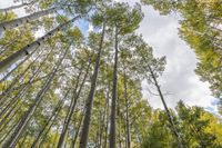 Lush Temperate Forest Landscape: A Serene Day in Nature