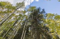 Lush Temperate Forest Landscape: A Serene Day in Nature