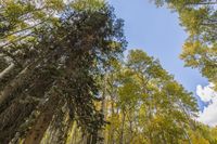Lush Temperate Forest Landscape: A Serene Day in Nature