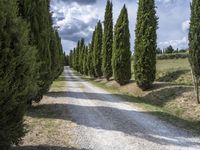 Lush Tuscan Landscape with Cypress Trees