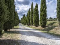 Lush Tuscan Landscape with Cypress Trees