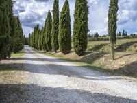 Lush Tuscan Landscape with Cypress Trees