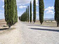 Lush Tuscany Landscape: Trees and Clouds