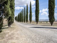 Lush Tuscany Landscape: Trees and Clouds