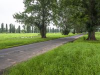 Lush Vegetation Along a Rural Road in Australia