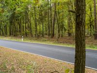 a long road surrounded by trees and dirt and grass near a tree with no leaves