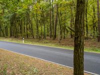 a long road surrounded by trees and dirt and grass near a tree with no leaves