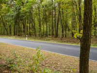 a long road surrounded by trees and dirt and grass near a tree with no leaves