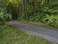 the road has many trees over it on both sides of the dirt road, and has gravel walkway leading to it