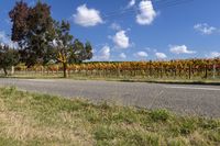 a road passes through rows of vines on an otherwise sunny day with blue sky above