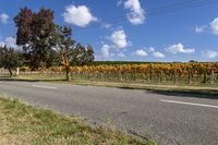 a road passes through rows of vines on an otherwise sunny day with blue sky above