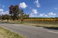 a road passes through rows of vines on an otherwise sunny day with blue sky above