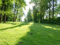 a park area surrounded by lush green trees, with sun streaming through the trees at the edge