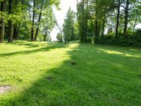 a park area surrounded by lush green trees, with sun streaming through the trees at the edge