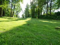 a park area surrounded by lush green trees, with sun streaming through the trees at the edge