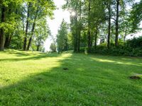 a park area surrounded by lush green trees, with sun streaming through the trees at the edge