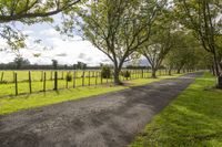 trees lining a road in an open field next to trees, with grass and wire fence separating the road